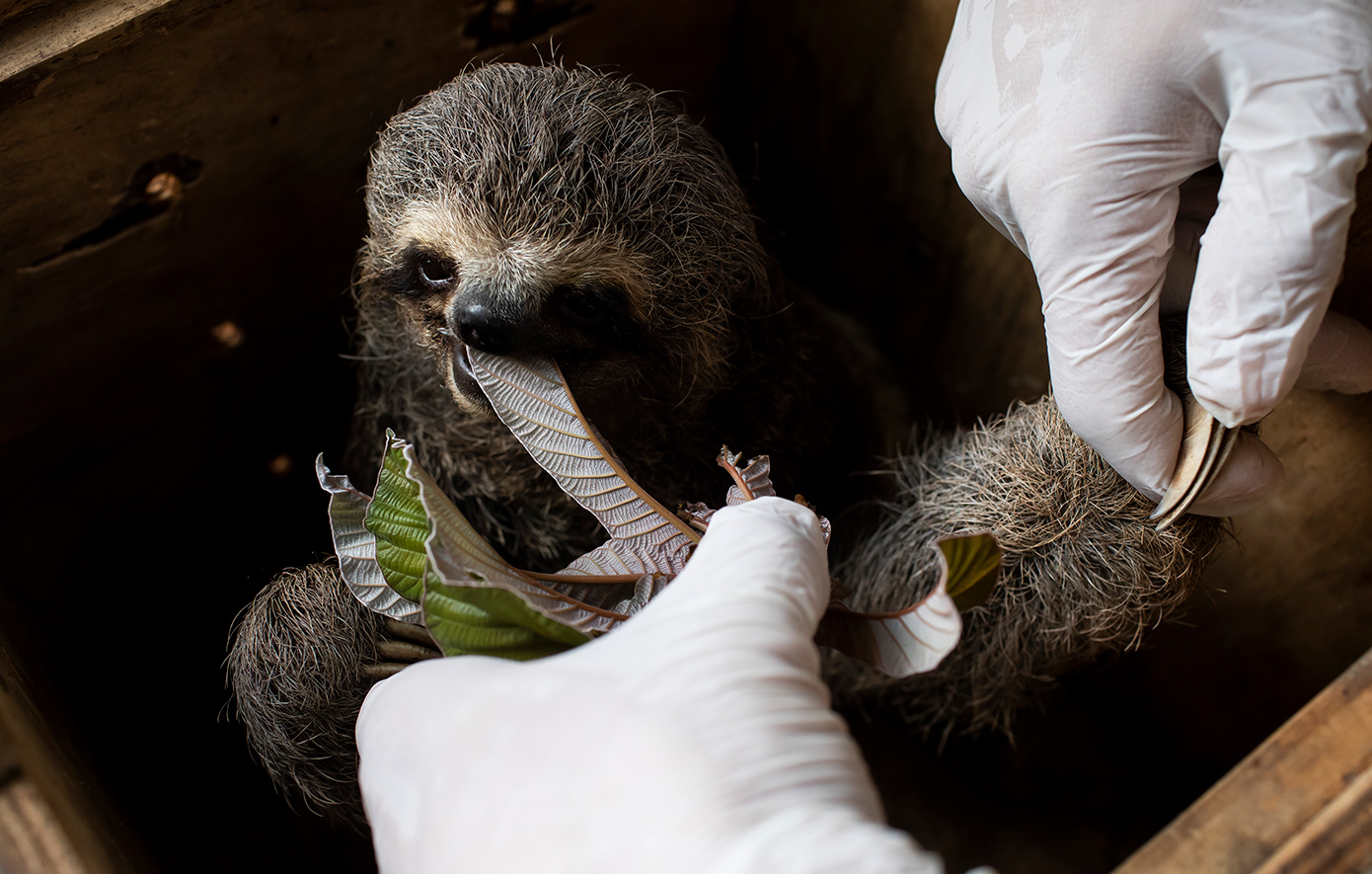 Σε νέα επίπεδα ρεκόρ έφτασε φέτος το λαθρεμπόριο ζώων, σύμφωνα με την Interpol