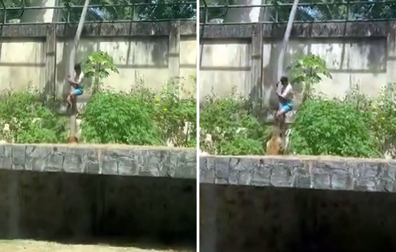 Άνδρας πήγε σε ζωολογικό κήπο και αποφάσισε να πηδήξει σε κλουβί με λιοντάρι &#8211; Τον έφαγε ζωντανό μπροστά στα μάτια των επισκεπτών