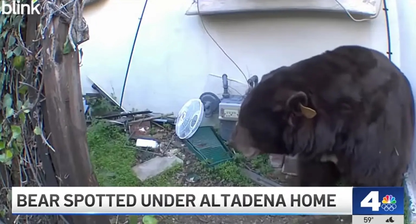 Δύο τεράστιες μαύρες αρκούδες «μετακόμισαν» στο υπόγειο ενός σπιτιού στην Καλιφόρνια