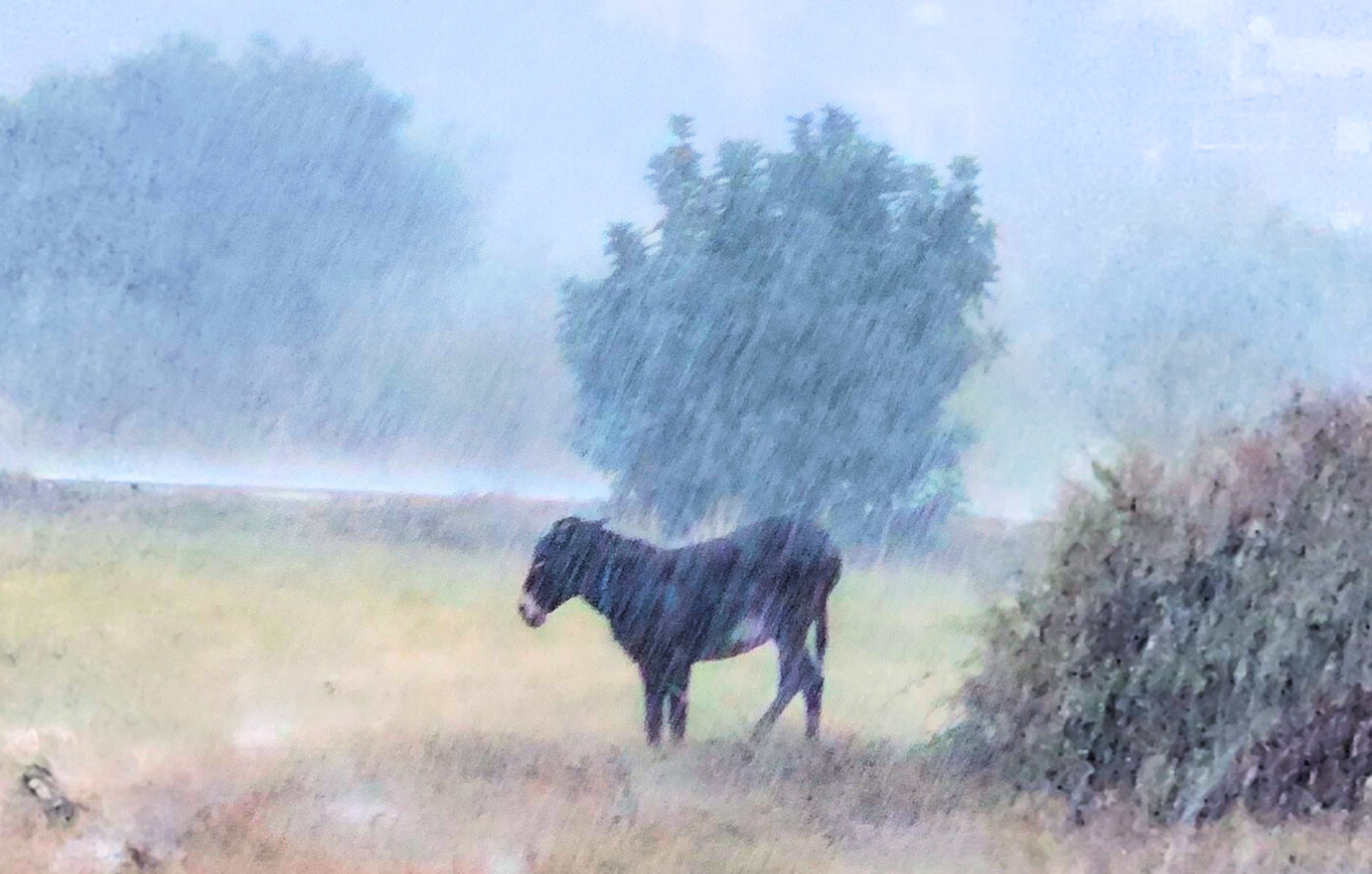 Οργή στην Κύπρο: Γαϊδουράκι εγκαταλελειμμένο κάτω από καταρρακτώδη βροχή &#8211; Η αντίδραση πολιτών και η διάσωση