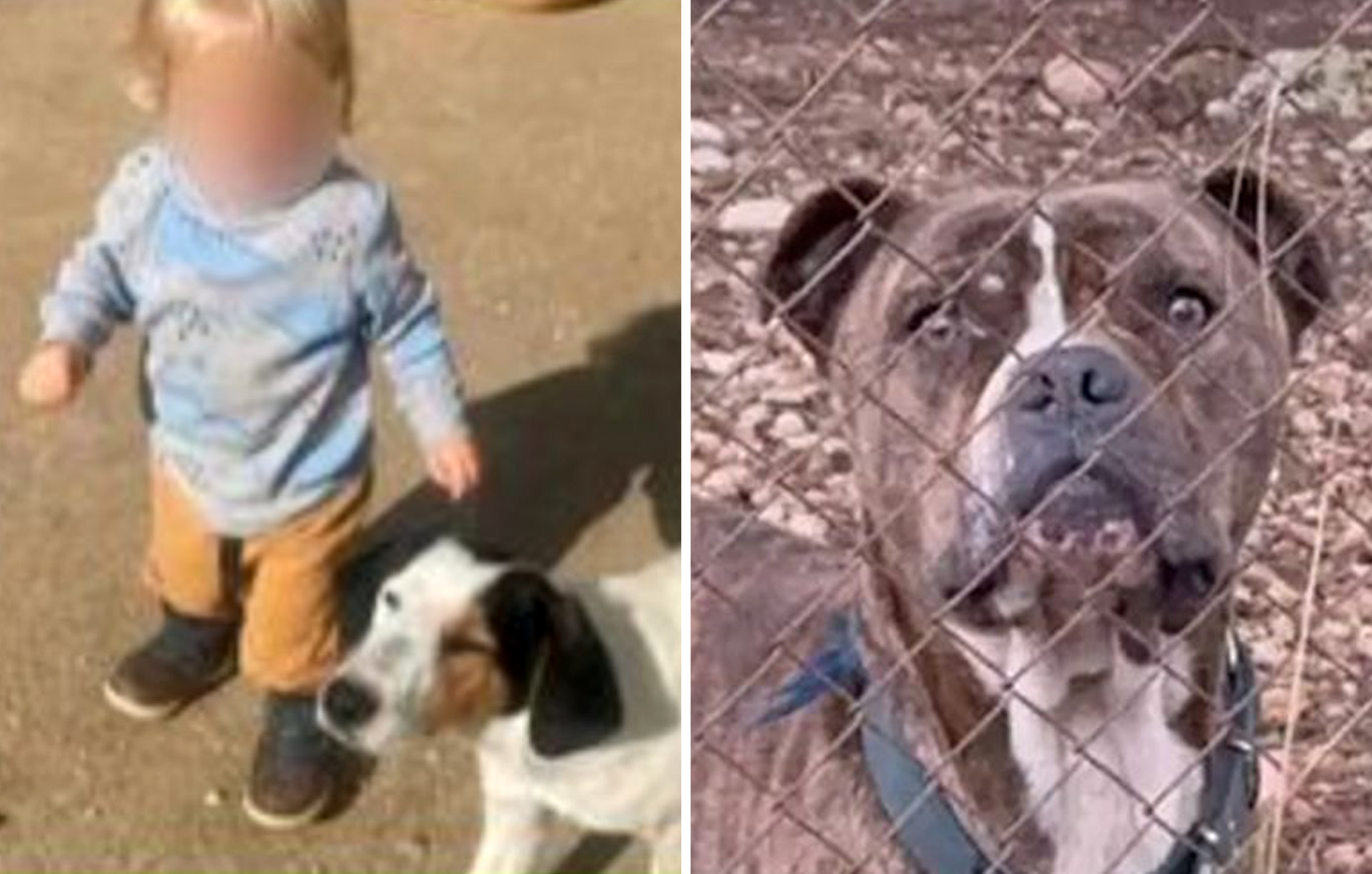 Ανατριχίλα για την τραγωδία με νεκρό τον 2χρονο στη Ζάκυνθο &#8211; Σε 30 δευτερόλεπτα τον κατασπάραξε το πίτμπουλ