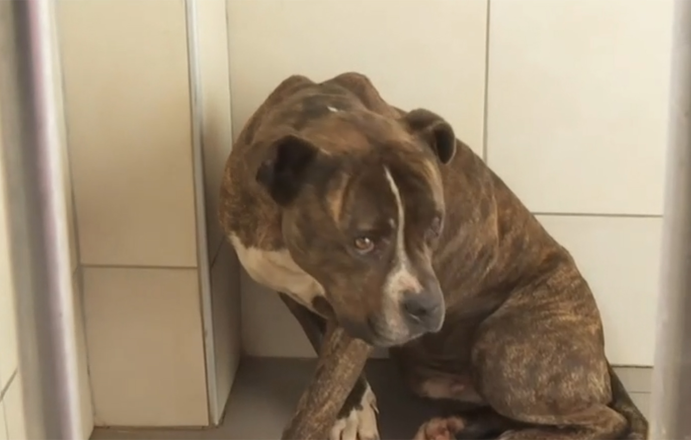 Σκύλος &#8211; δολοφόνος στη Ζάκυνθο: «30 άτομα θέλουν να το υιοθετήσουν &#8211; Πρώτη φορά βλέπω ζώο με τέτοια απάθεια»