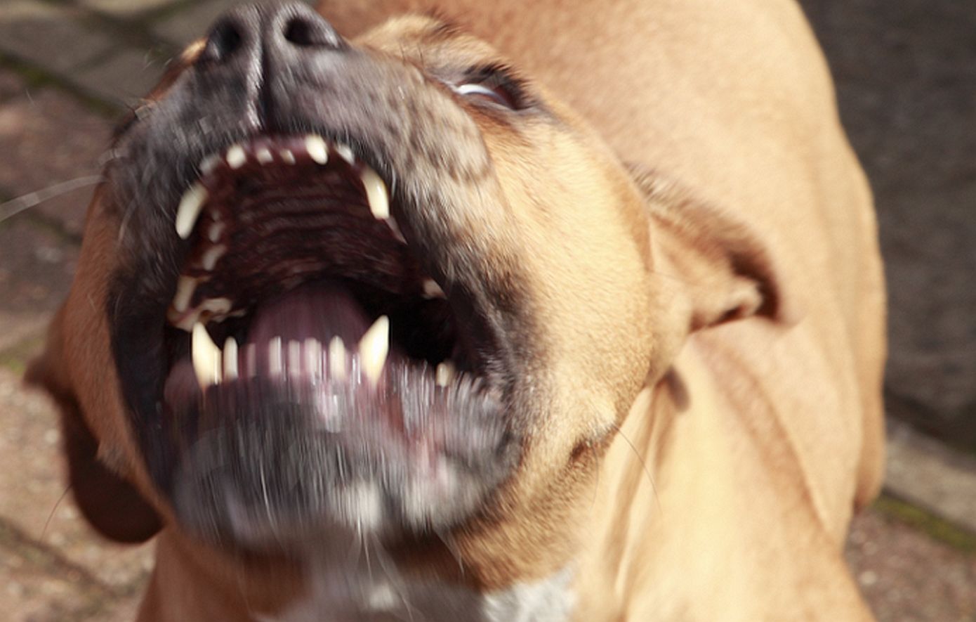 Τραγωδία στο Τενεσί: Παππούς και η μόλις τριών μηνών εγγονή του κατασπαράχθηκαν από επτά πίτμπουλ μέσα στο σπίτι τους