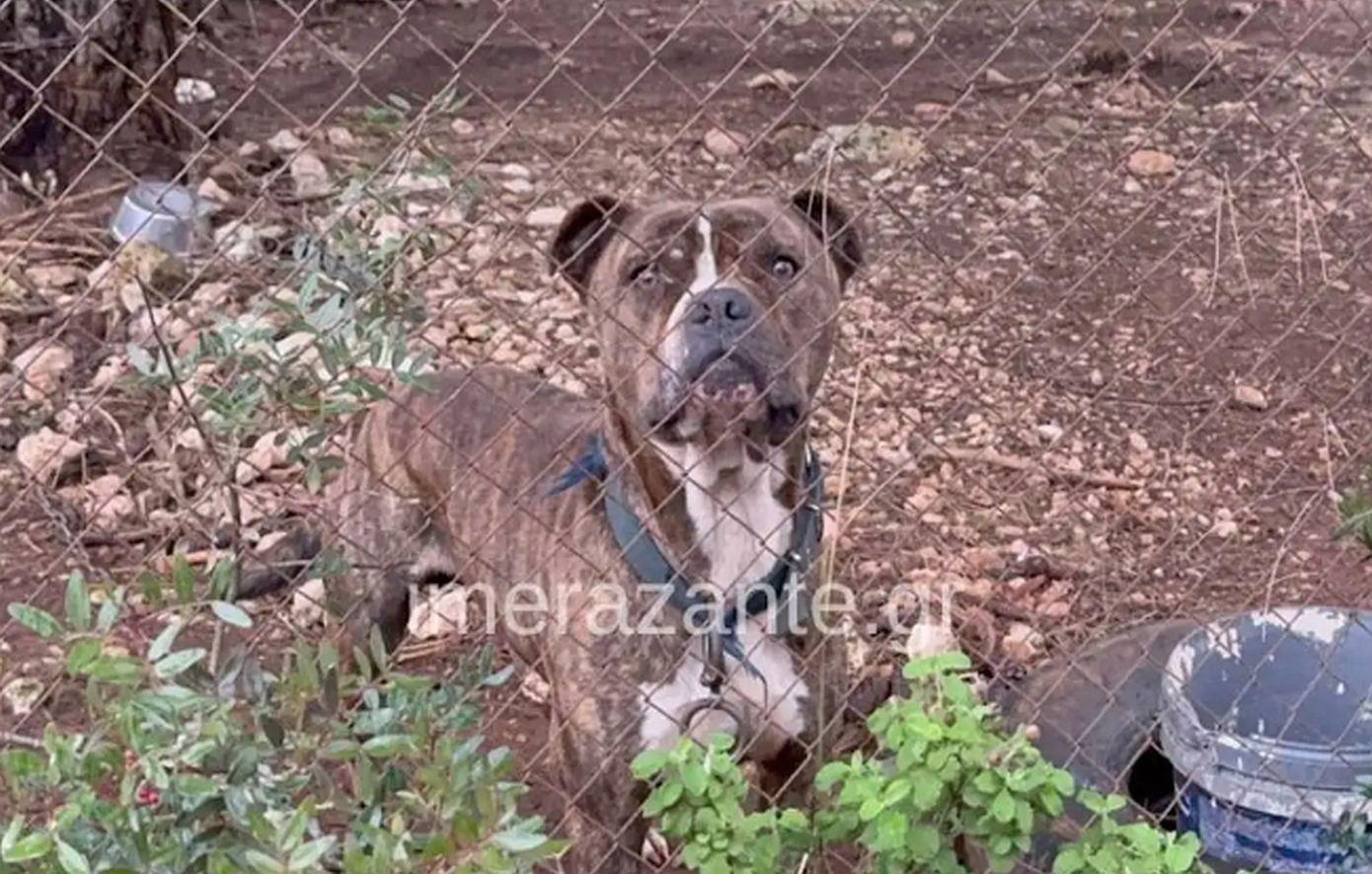 Το παιδί μου με είδε, μου χαμογέλασε και πέθανε»: Συγκλονίζει ο πατέρας μετά την επίθεση του πίτμπουλ στο στη Ζάκυνθο