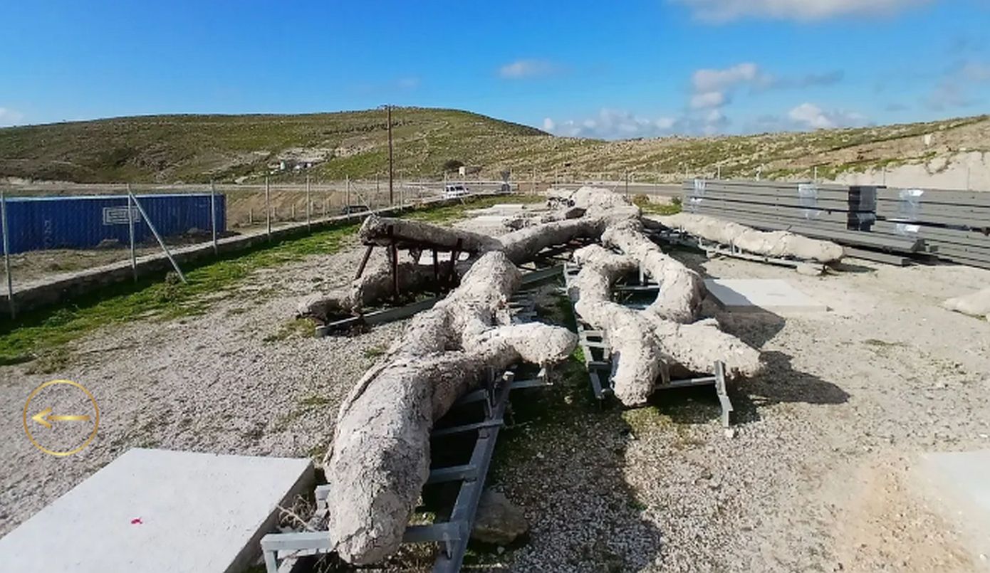 Μυτιλήνη: «Ξαναζεί» ένα δένδρο ηλικίας 18 εκατομμυρίων ετών