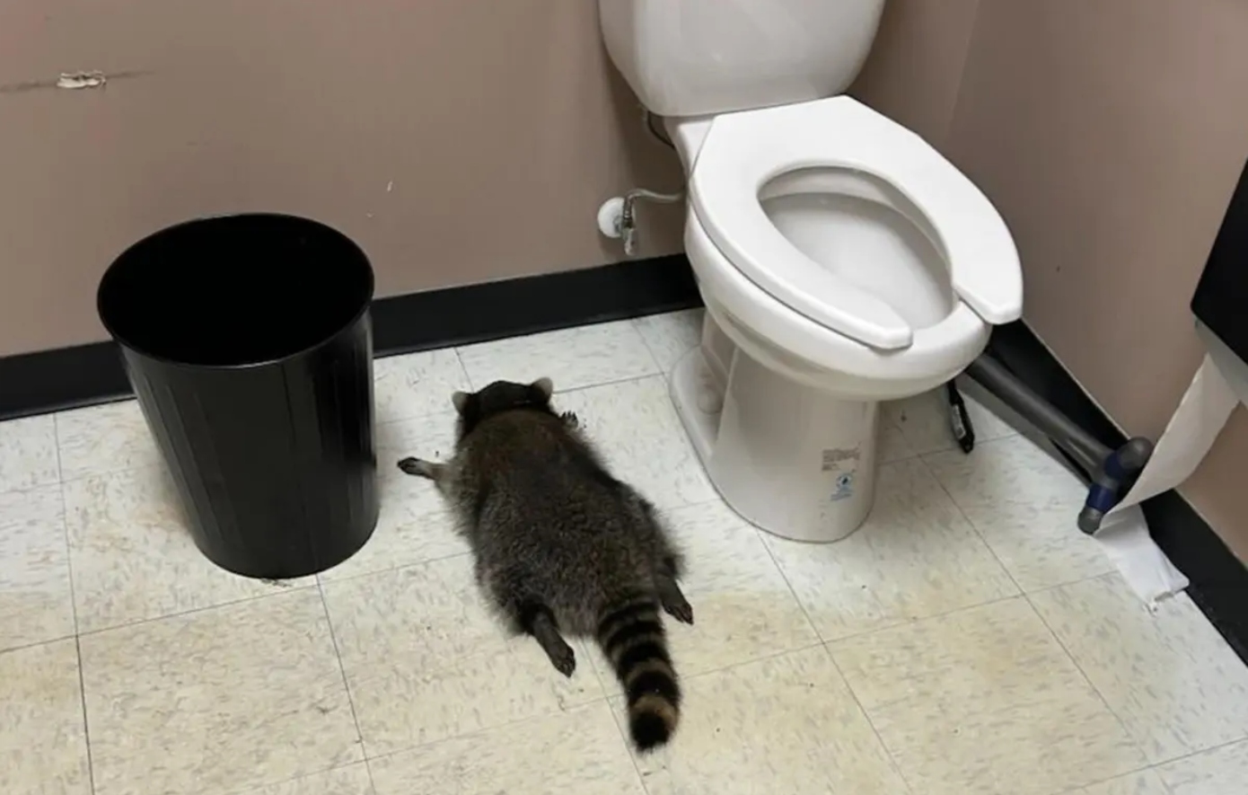 Ρακούν μπήκε σε κάβα, ήπιε ουίσκι, διέλυσε τα πάντα και λιποθύμησε μπρούμυτα στο μπάνιο &#8211; Δείτε φωτογραφίες