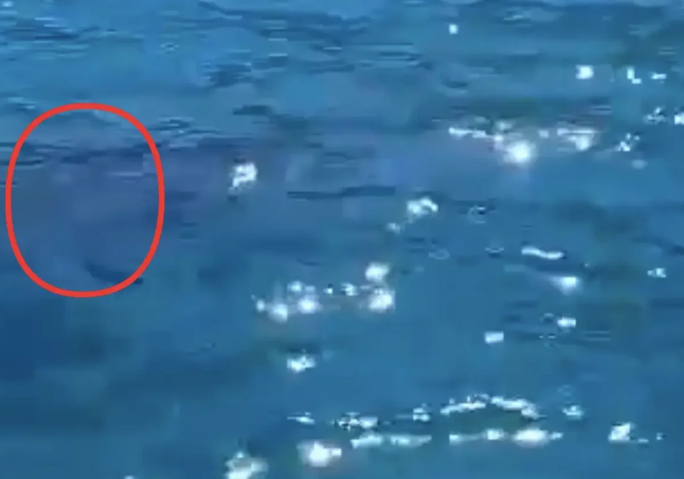 Απίστευτο περιστατικό για άνδρα στη Χαλκίδα &#8211; Ήταν στη βάρκα του και είδε μια μαύρη σκιά να τον πλησιάζει