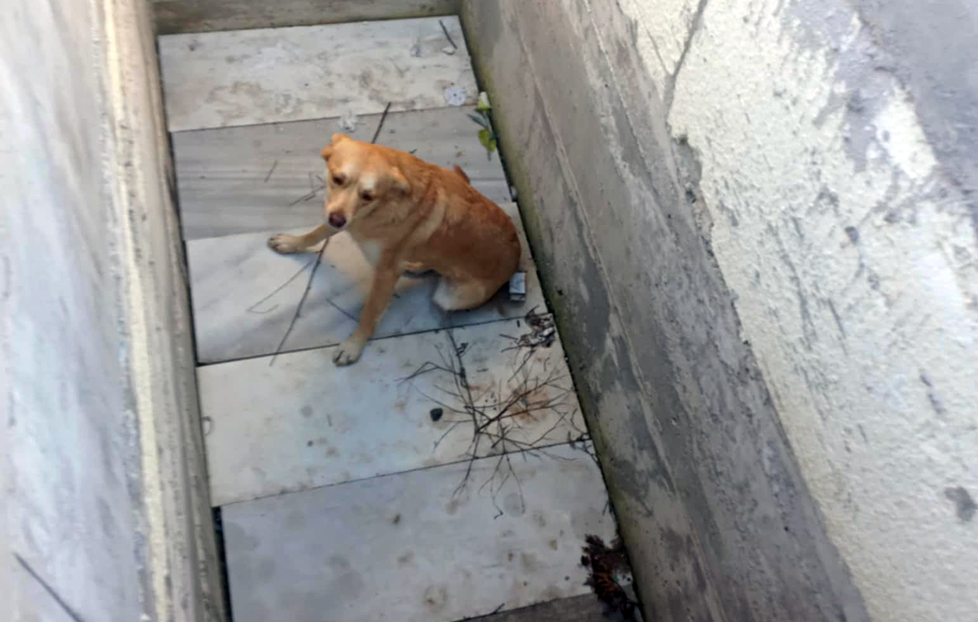 Σκύλος βρέθηκε μέσα σε ανοιχτό τάφο στο Άργος &#8211; «Ντροπή σας», ξεσπά ο άνδρας που τον έσωσε