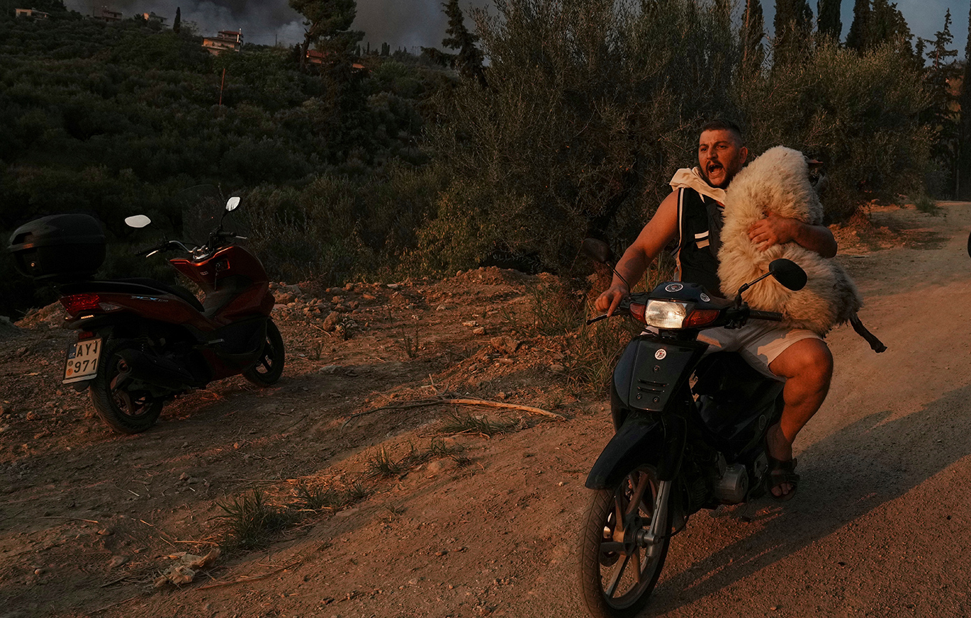 Η διάσωση του προβάτου στην Ελλάδα, η εξέγερση στο Νεπάλ, η παγωμένη βουτιά: Οι καλύτερες φωτογραφίες που ξεχώρισε το AP