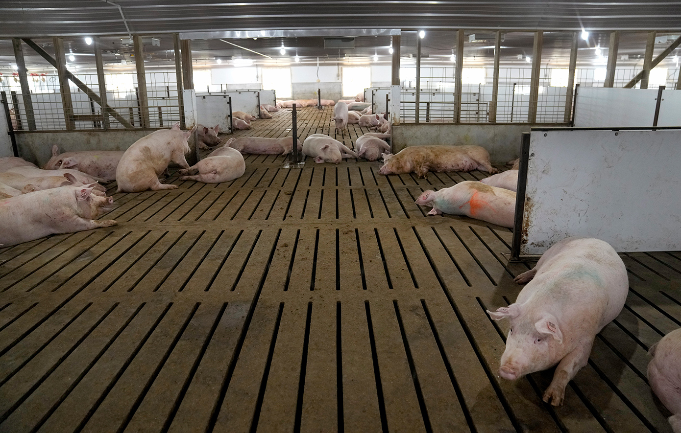 Από μολυσμένο σάντουιτς φαίνεται να προκλήθηκε η έξαρση των κρουσμάτων της πανώλης των χοίρων στην Ισπανία