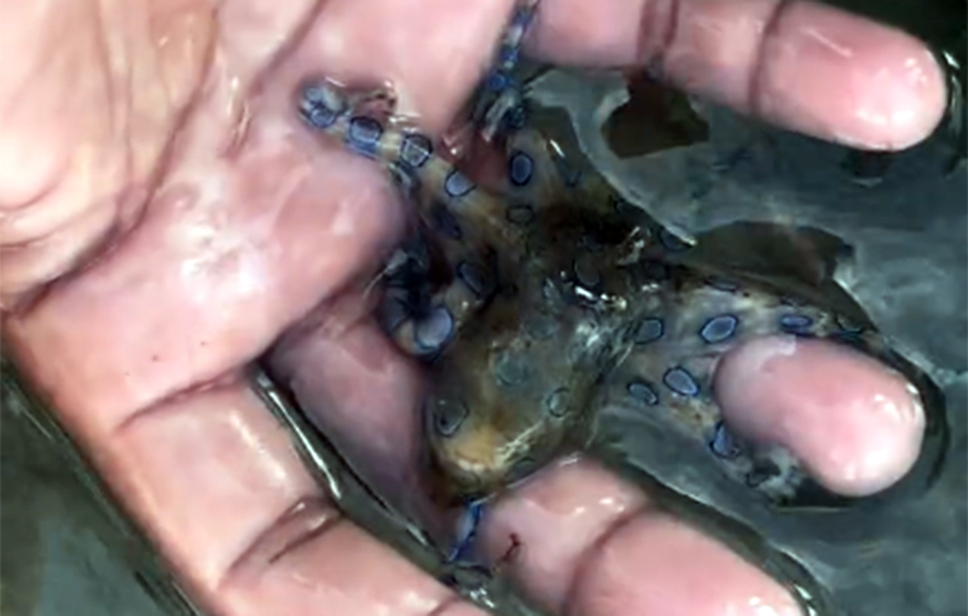 Τουρίστας στις Φιλιππίνες γλίτωσε από θαύμα: Νόμιζε ότι βιντεοσκοπούσε ένα γλυκό χταπόδι, αλλά κρατούσε ένα από τα πιο δηλητηριώδη πλάσματα