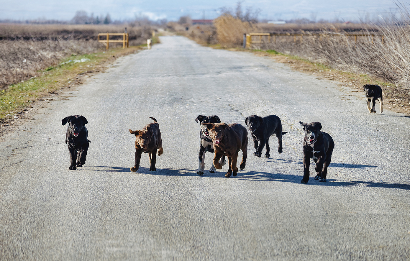 Καταδικάστηκαν δύο αντιδήμαρχοι στη Θεσσαλονίκη για τον θάνατο 65χρονου και τον τραυματισμό 82χρονου από αγέλη σκύλων