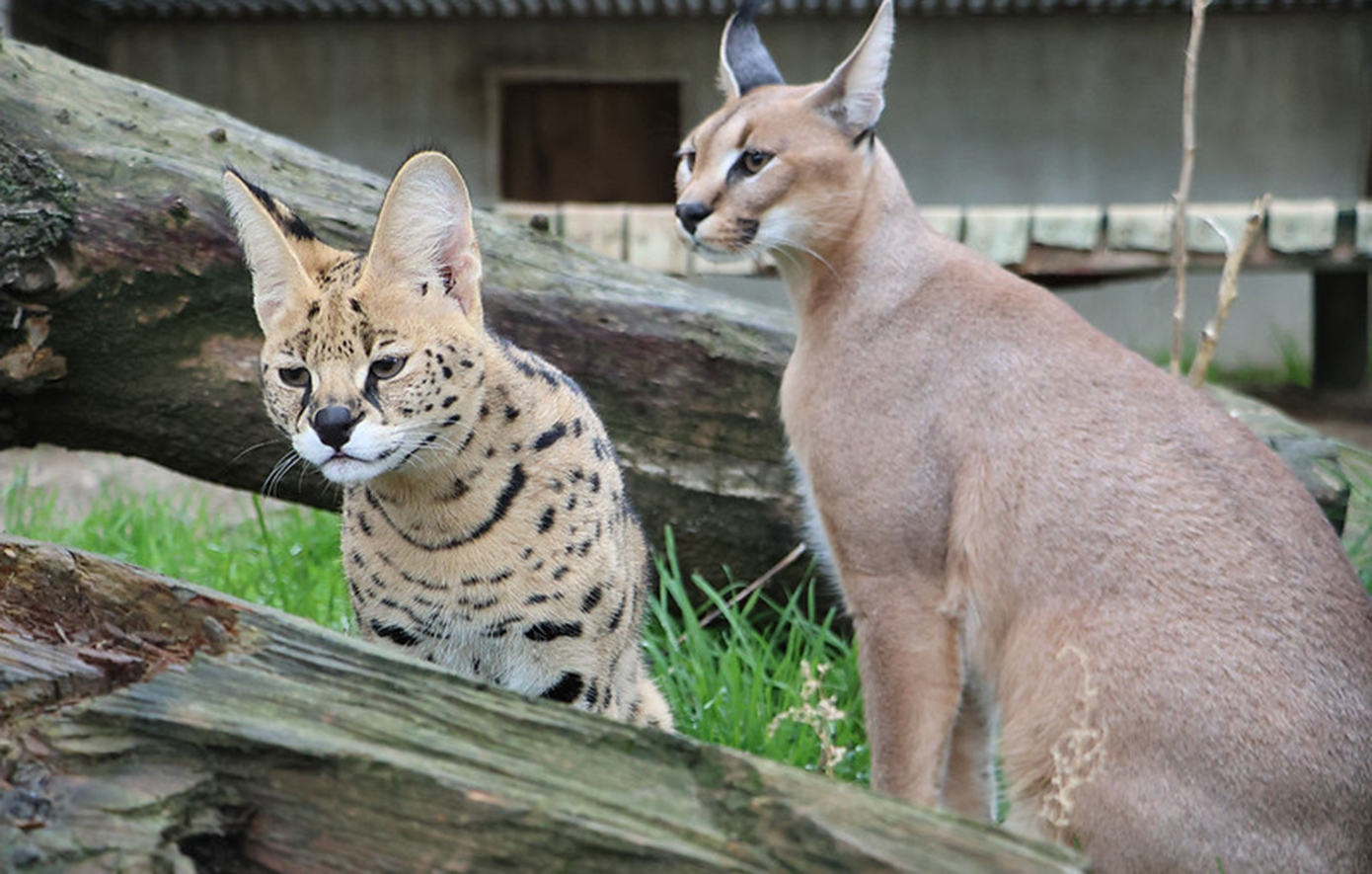 Πέταξε από το μπαλκόνι άγρια αιλουροειδή για να τα κρύψει από τελωνειακούς &#8211; Η απίστευτη ιστορία στη Γαλλία