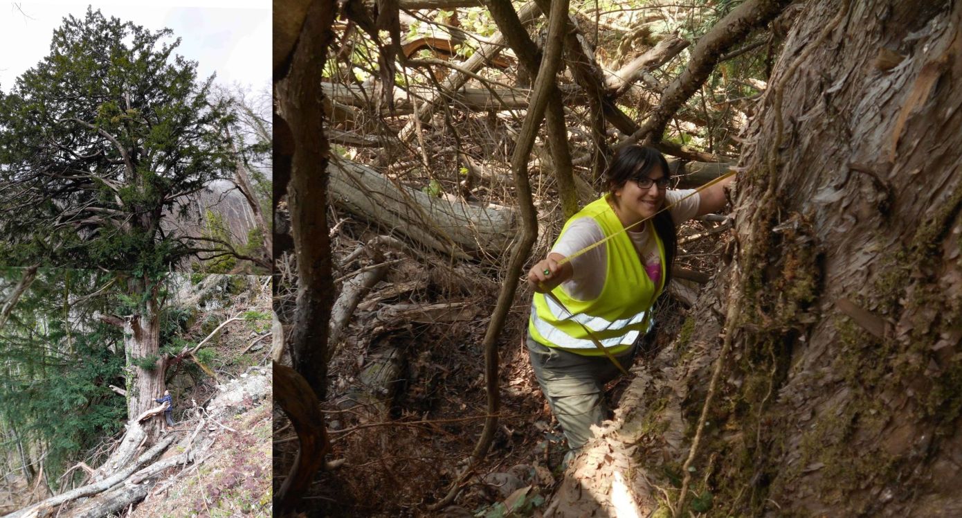 Δέντρο 1.074 ετών στέκει αγέρωχο στο Μπέλλες στη Θεσσαλονίκη από τη Βυζαντινή Αυτοκρατορία