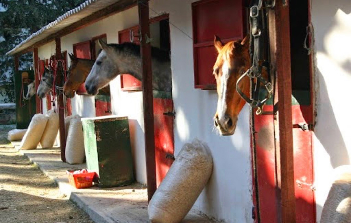 Η διάσωση των αλόγων από τους Ομίλους Αμαρουσίου και Κορωπίου που πλημμύρισαν οι εγκαταστάσεις τους