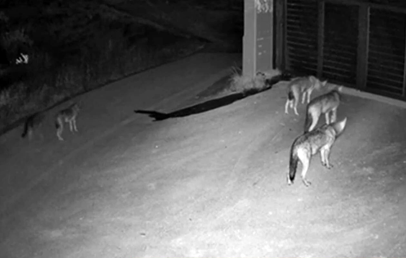 Τέσσερις λύκοι έφτασαν μέχρι την πόρτα σπιτιού στο Πανόραμα της Θεσσαλονίκης