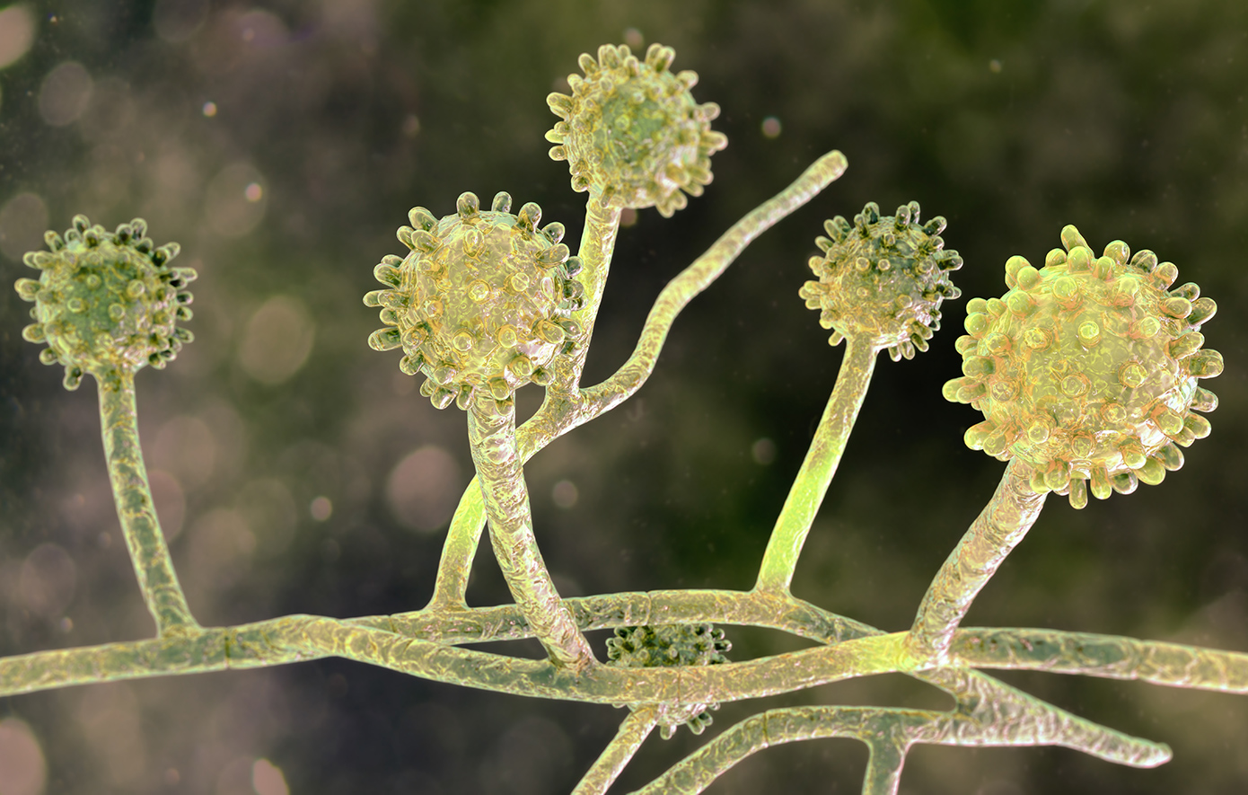 Δυνητικά θανατηφόρος μύκητας προσβάλλει   δεκάδες ασθενείς, καθώς η λοίμωξη εξαπλώνεται σε ολόκληρο το Τενεσί