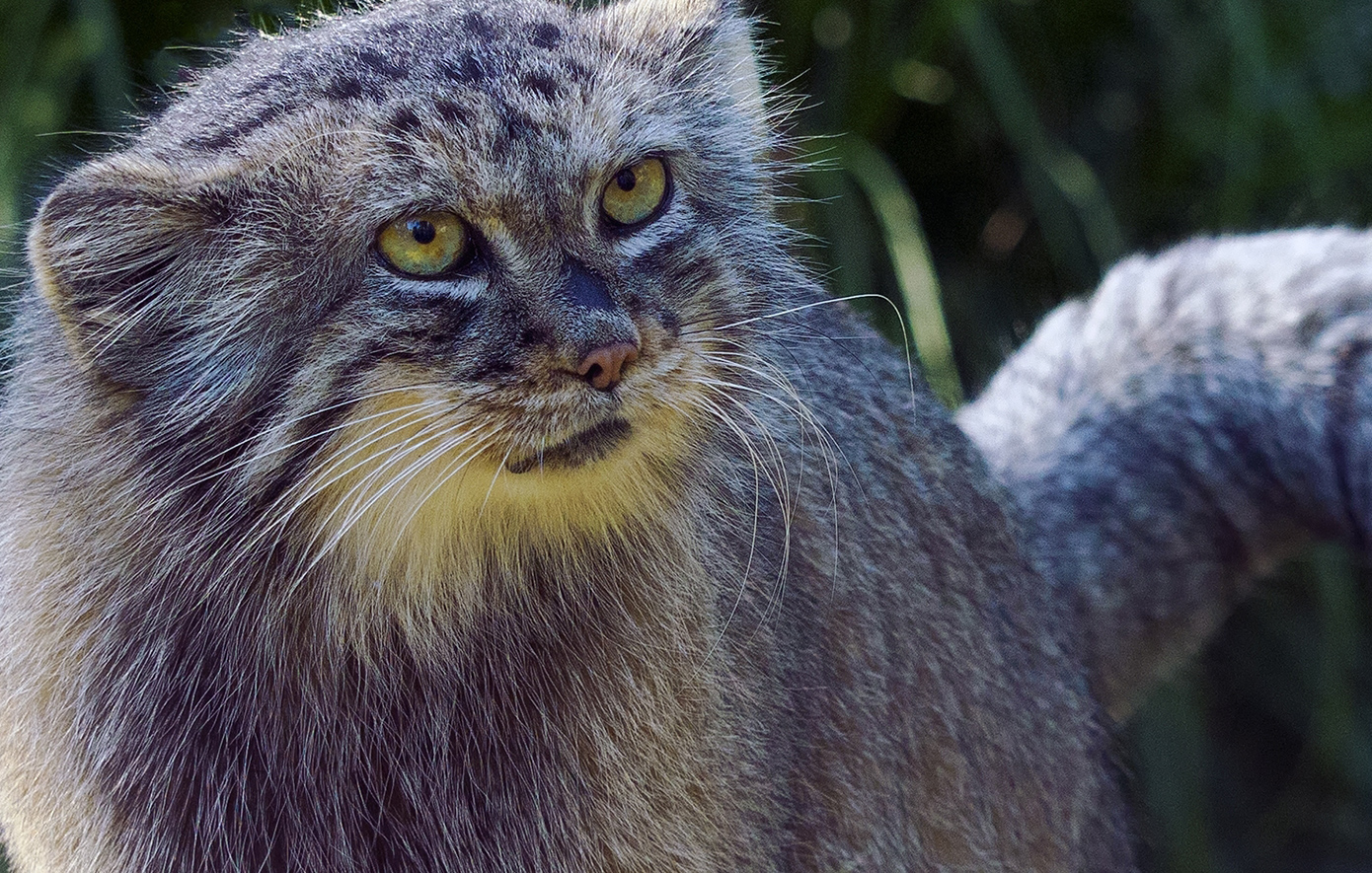 Πέταξε από το μπαλκόνι άγρια ζώα για να τα κρύψει από τελωνειακούς &#8211; Η απίστευτη ιστορία στη Γαλλία