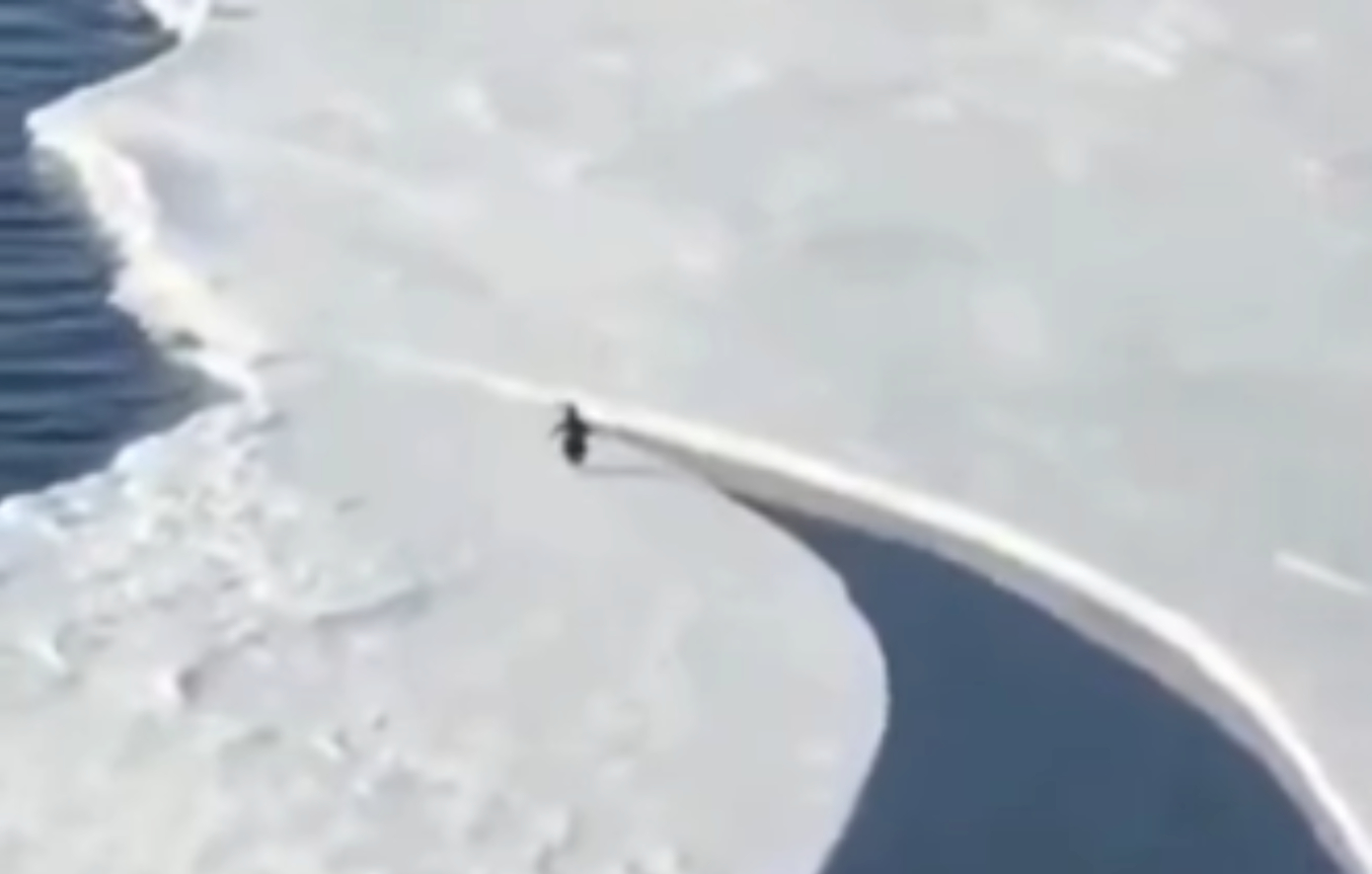 Θα τα καταφέρει ο πιγκουίνος; Το άλμα της τελευταίας στιγμής που κόβει την ανάσα