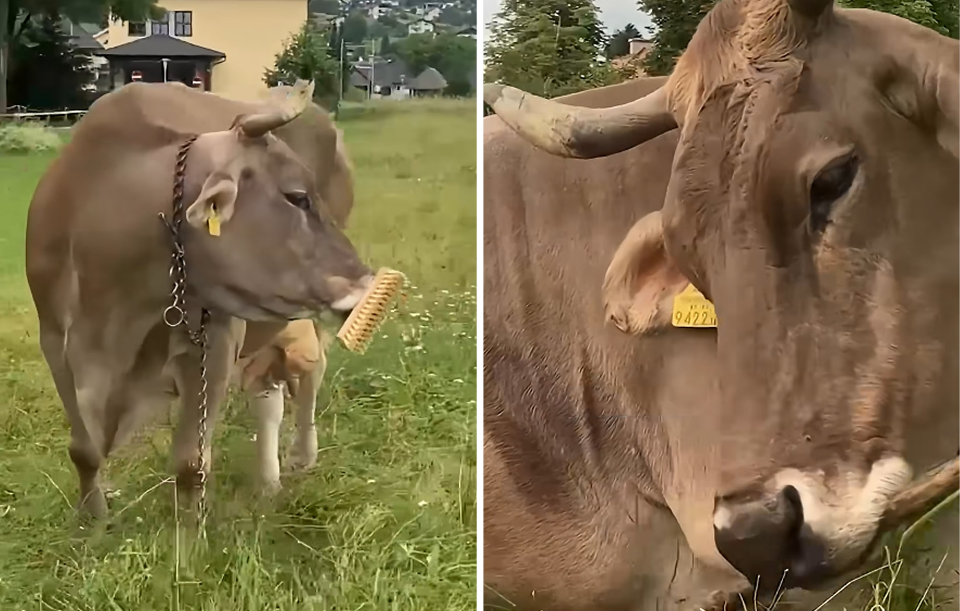 Αγελάδα στην Αυστρία πήρε ένα σκουπόξυλο και το χρησιμοποίησε για να ξυστεί &#8211; «Το πρώτο καταγεγραμμένο περιστατικό χρήσης εργαλείου από βοοειδές»