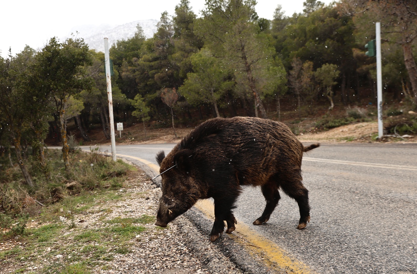 Καστοριά: Κυνηγός δέχθηκε επίθεση από αγριογούρουνο &#8211; Νοσηλεύεται εκτός κινδύνου
