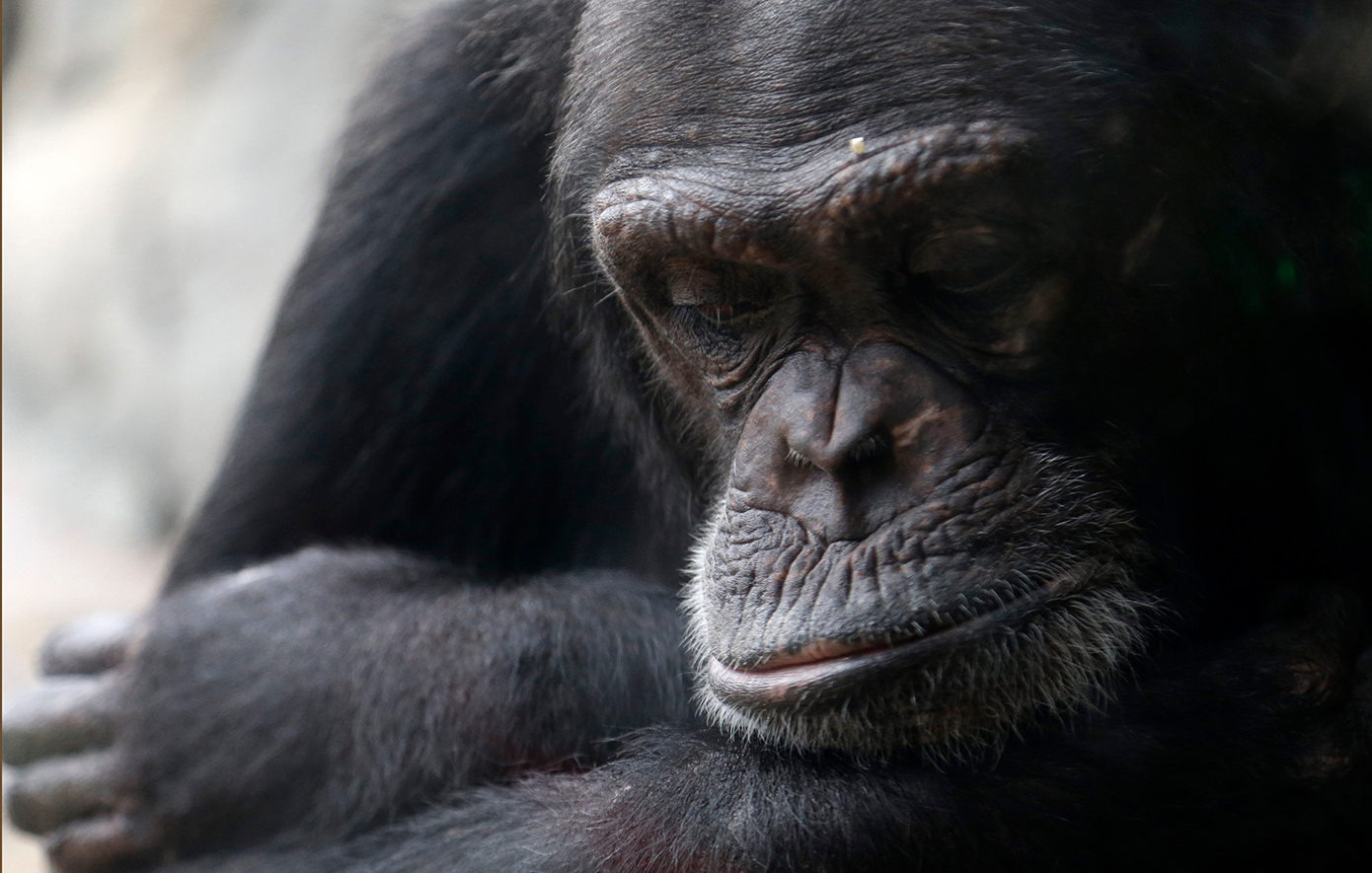 Η Ai, η χιμπατζής &#8211; «θαύμα», πέθανε σε ηλικία 49 ετών: Το όνομά της σήμαινε «αγάπη» στα ιαπωνικά