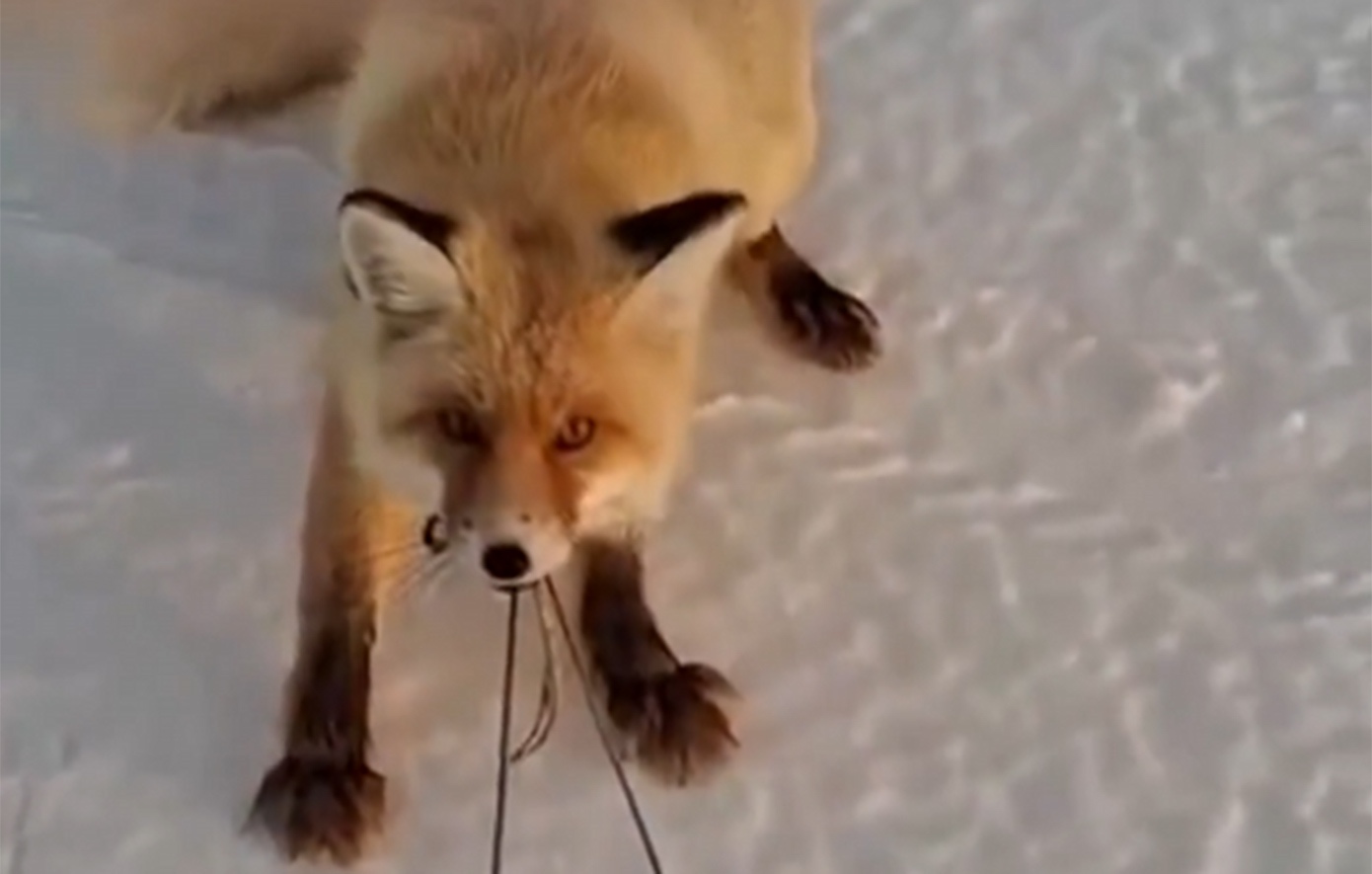 Τολμηρή αλεπού προσπάθησε να κλέψει έλκηθρο με ψάρια και έγινε viral &#8211; Δείτε βίντεο