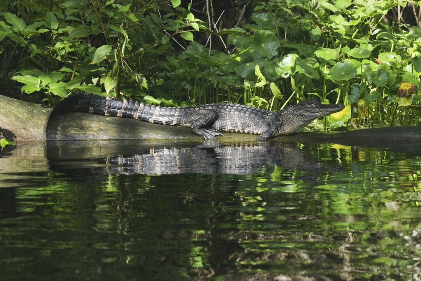 Απήγαγε 5χρονο κοριτσάκι και άφησε να το κατασπαράξουν οι αλιγάτορες &#8211; Θα καταδικαστεί σε θάνατο;