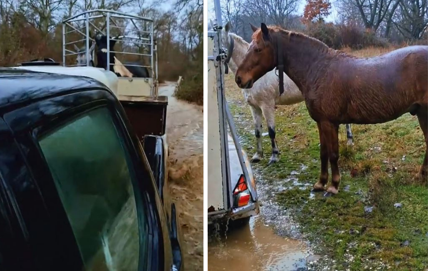 Συγκινητική διάσωση αλόγων από πλημμύρα στην Καστοριά &#8211; «Νομίζατε ότι θα σας άφηνα;»