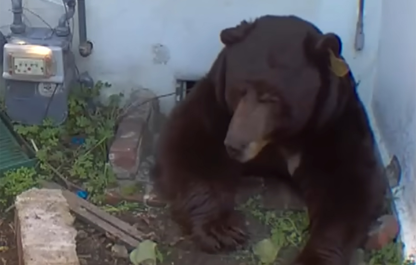Η γιγάντια αρκούδα που ζούσε κάτω από το σπίτι ενός άνδρα τελικά έφυγε μετά από 37 ημέρες χάρη σε μια παράξενη μέθοδο