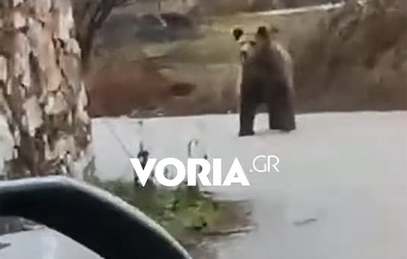 Αρκούδα εθεάθη να κάνει βόλτες στο χωριό Αναρράχη της Κοζάνης και να παρατηρεί τους κατοίκους &#8211; Δείτε το βίντεο