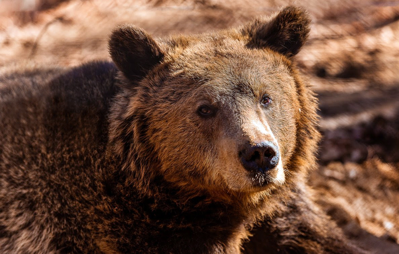 Έρευνα «Αρκτούρου» για τις καφέ αρκούδες: Αυξήθηκε ο πληθυσμός τους στην Ελλάδα, αλλά όχι οι ζημιές που προκαλούν