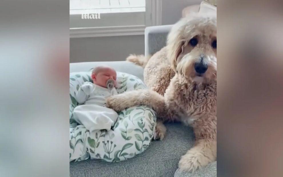 Τετράποδος φύλακας άγγελος προσέχει νεογέννητο και «λιώνει» καρδιές