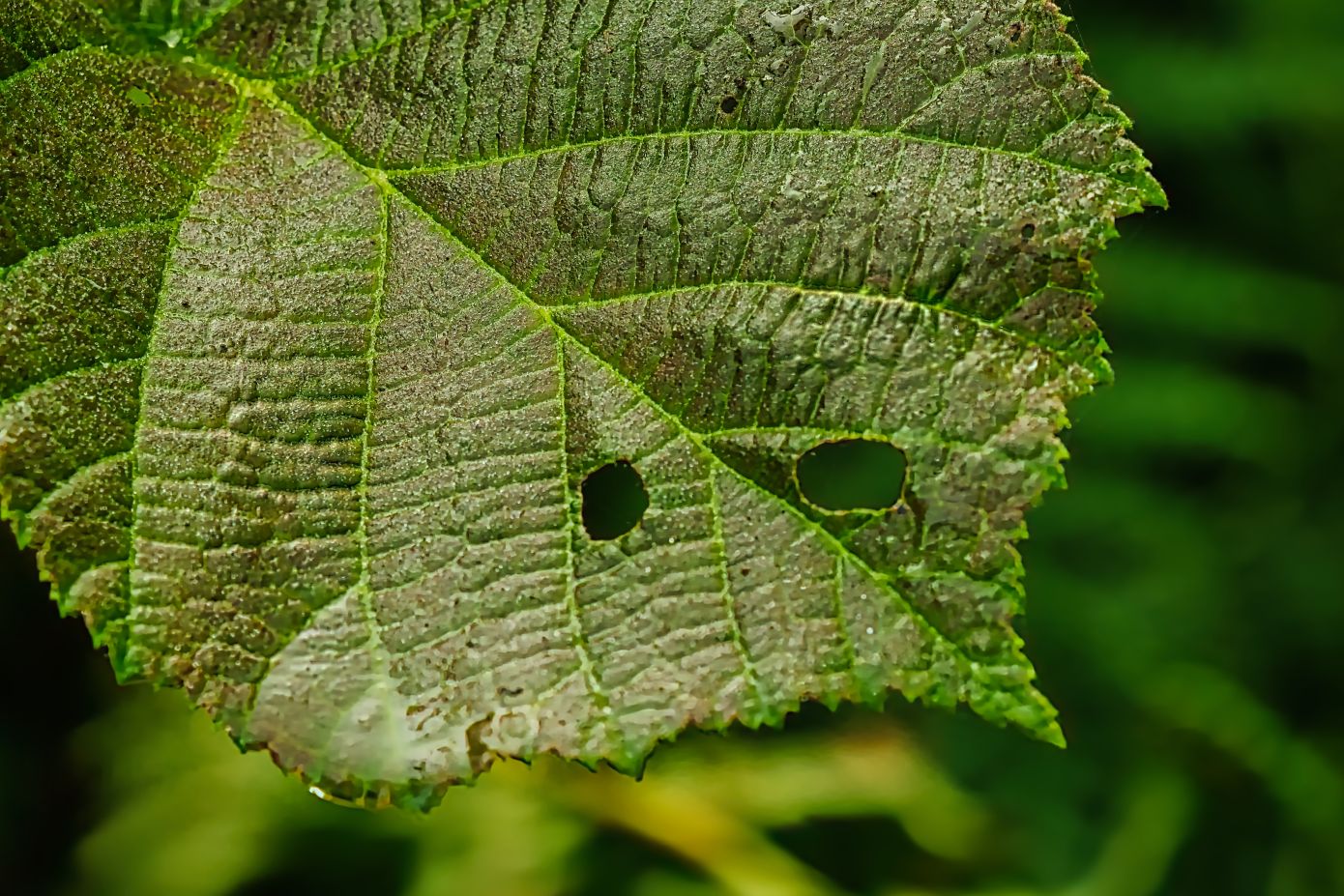 3 λόγοι που εμφανίζονται τρύπες στα φύλλα των φυτών και τι μπορείτε να κάνετε για να τα σώσετε