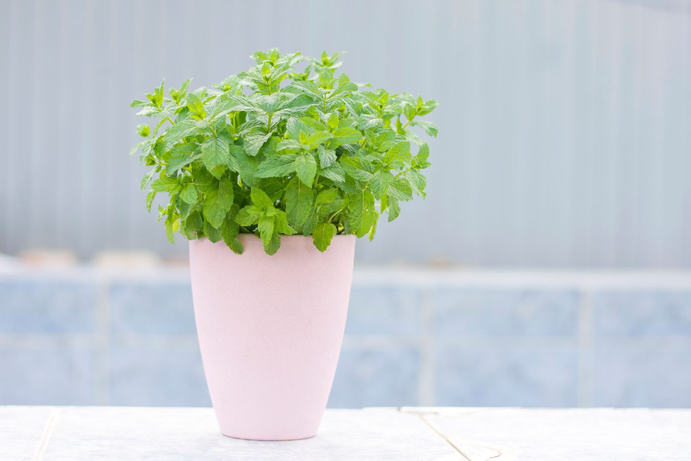 Γιατί ο δυόσμος, σύμφωνα με το Φενγκ Σούι, είναι ιδανικός για την είσοδο του σπιτιού σας;