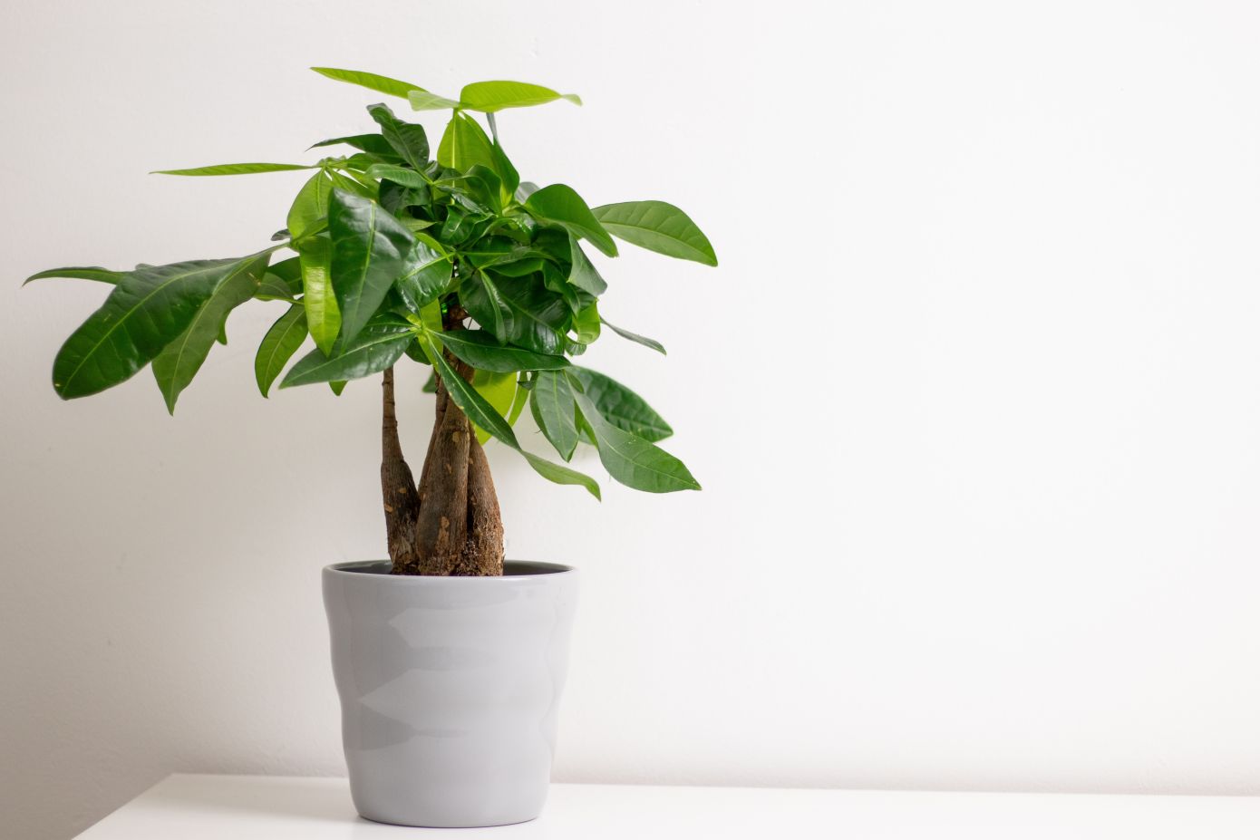 Αυτό είναι το «φυτό της χρονιάς» για το 2026- Φέρνει τύχη, χρήμα και θέλει ελάχιστο πότισμα