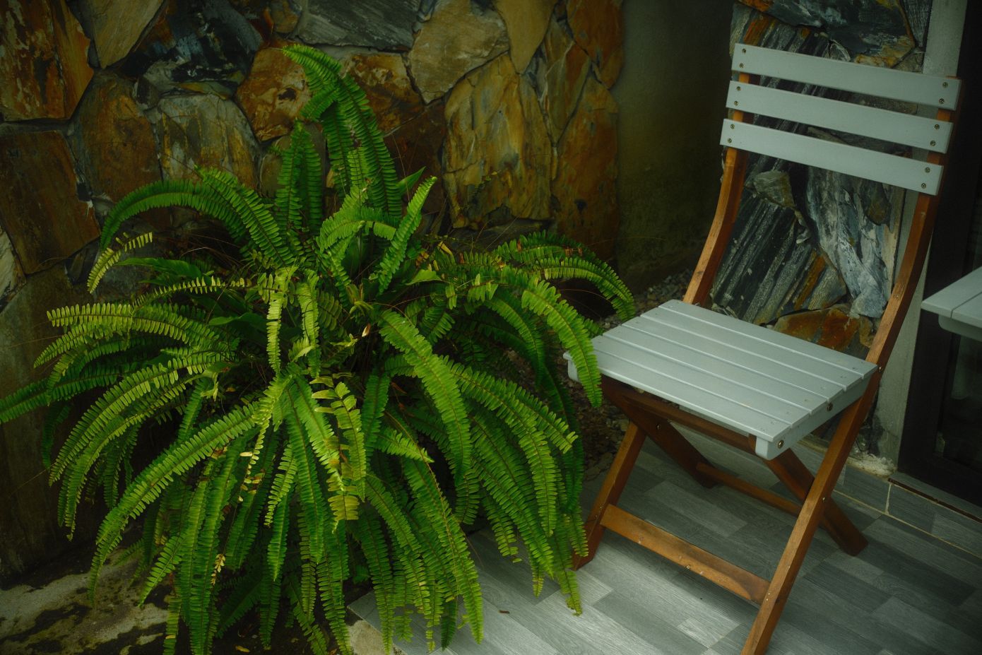 Αυτό το κομψό φυτό τραβά την υγρασία από το σπίτι και βοηθά να απαλλαγείτε από μούχλα