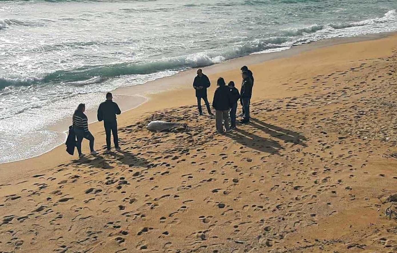 Νεκρό δελφίνι ξεβράστηκε σε παραλία της Καβάλας, είχε σχοινί δεμένο στην ουρά