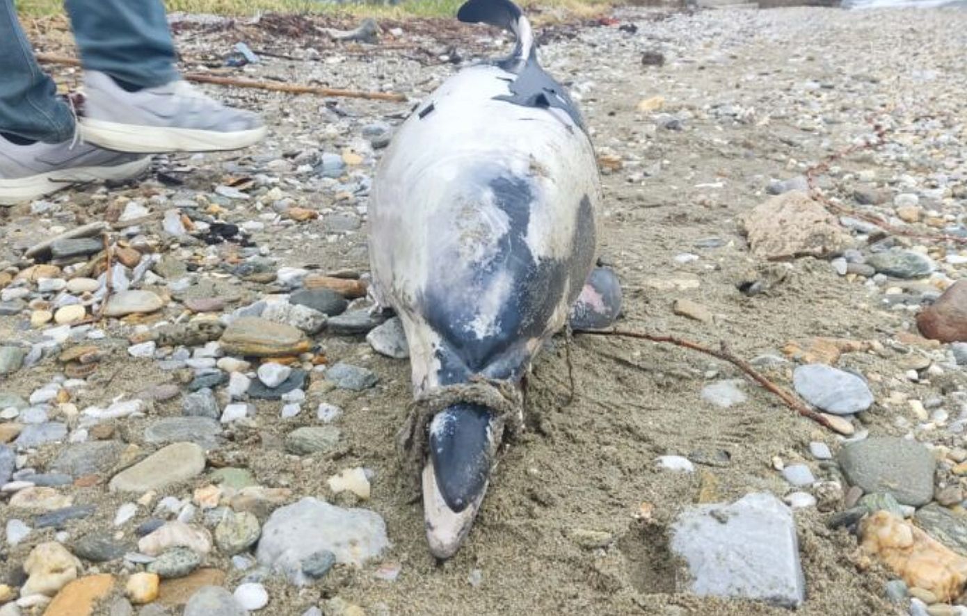 Νεκρό δελφίνι με δεμένο το ρύγχος του εντοπίστηκε σε παραλία του Βόλου