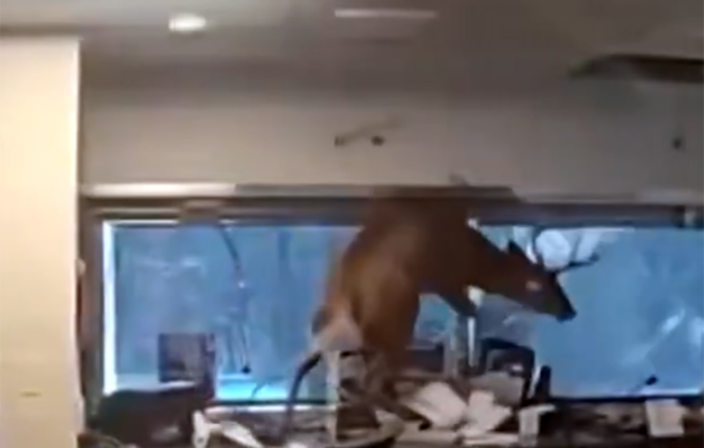 Αναστάτωση σε τράπεζα στη Νέα Υόρκη: Ελάφι έσπασε το παράθυρο και εισέβαλε στο υποκατάστημα