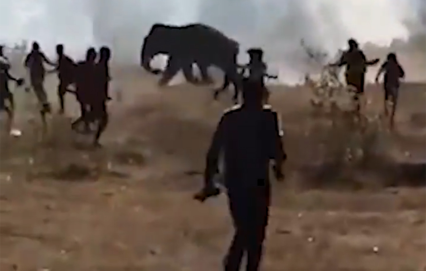 Δεκαήμερο τρόμου στην ανατολική Ινδία: Ανεξέλεγκτος ελέφαντας σκότωσε πάνω από 20 ανθρώπους