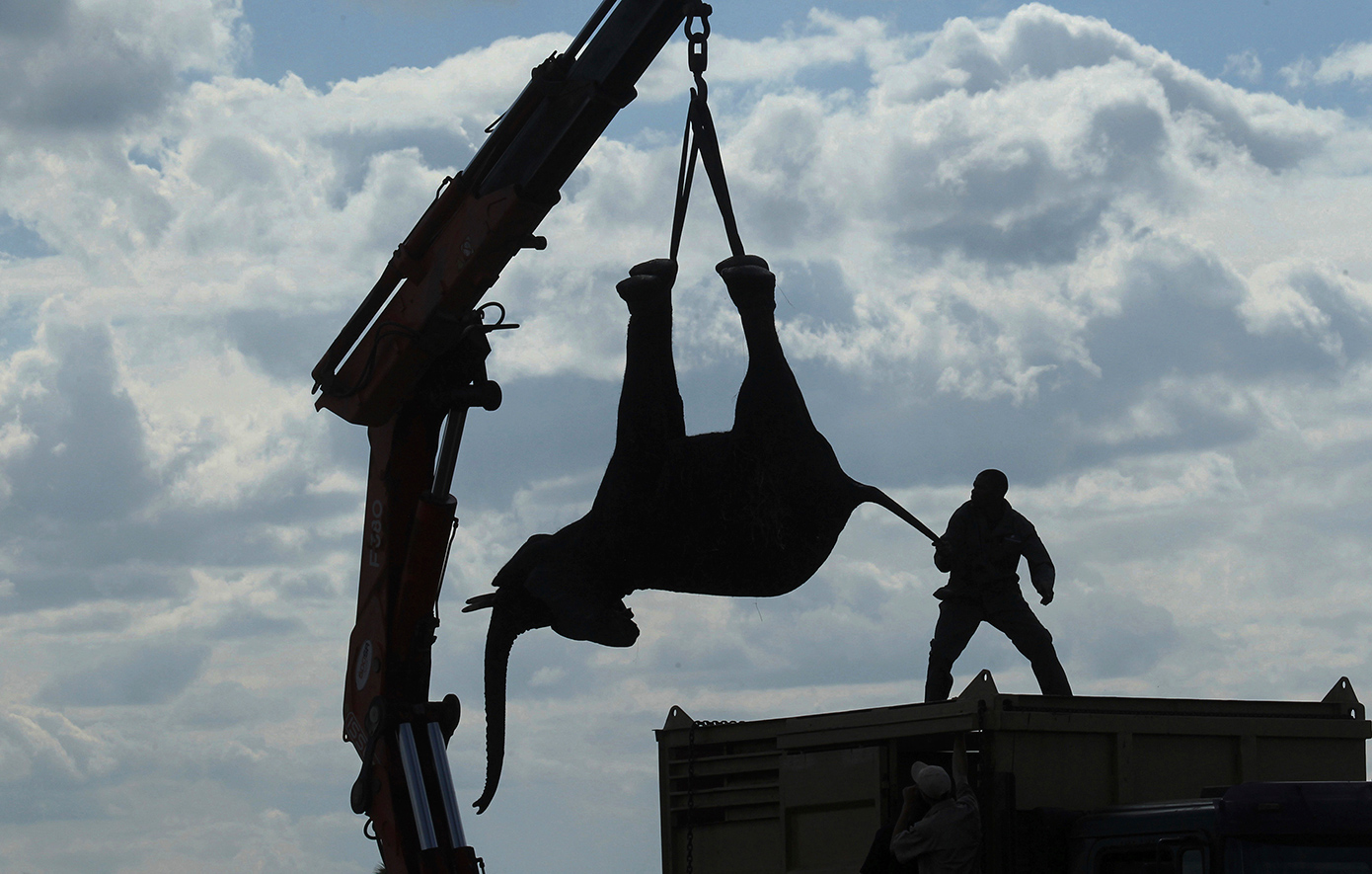 Το φιλόδοξο εγχείρημα για την προστασία των ελεφάντων που μετατράπηκε σε λουτρό αίματος
