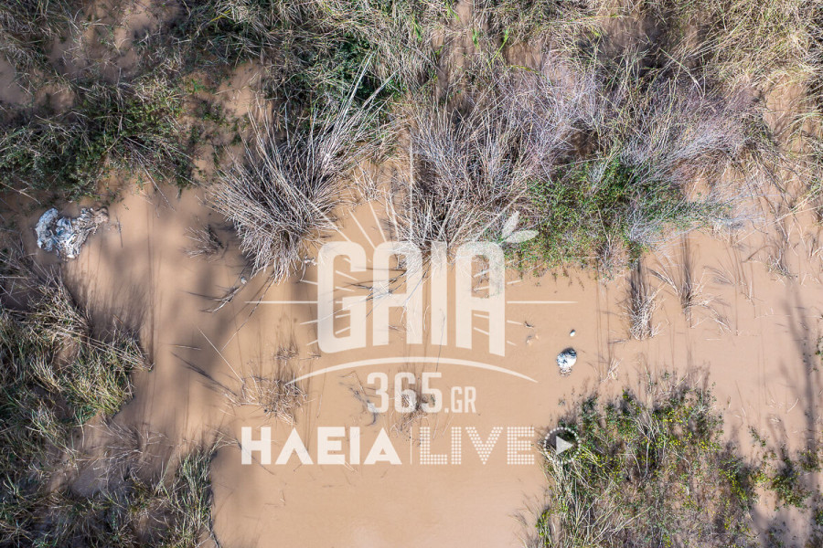 Συναγερμός στην Ηλεία από την άνοδο του Αλφειού &#8211; Αποκαλύφθηκαν νεκρά ζώα στην κοίτη του ποταμού