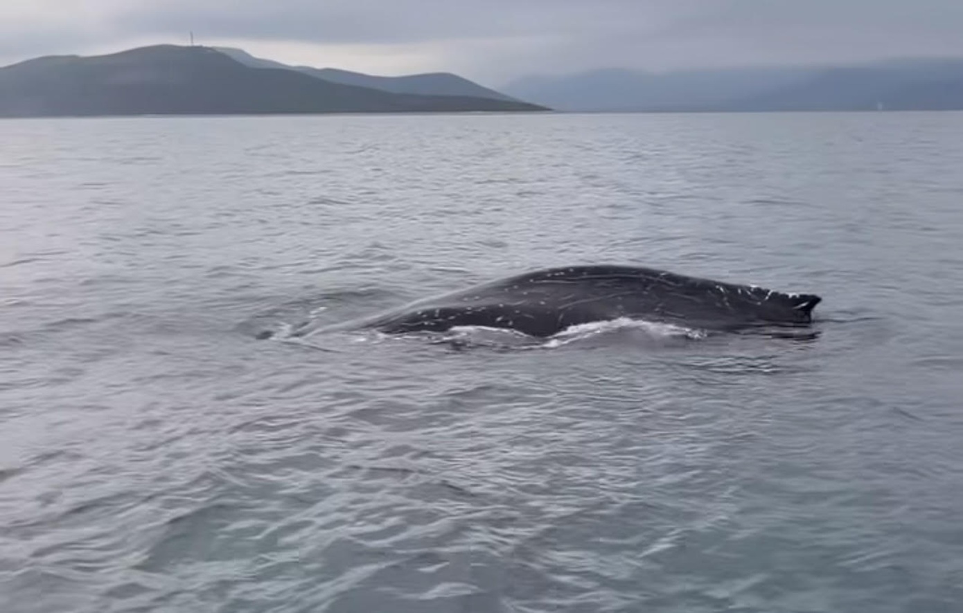 Φάλαινα στον Παγασητικό: Ενδεχομένως τραυματισμένη και σε κίνδυνο &#8211; Επιχειρεί ειδική ομάδα