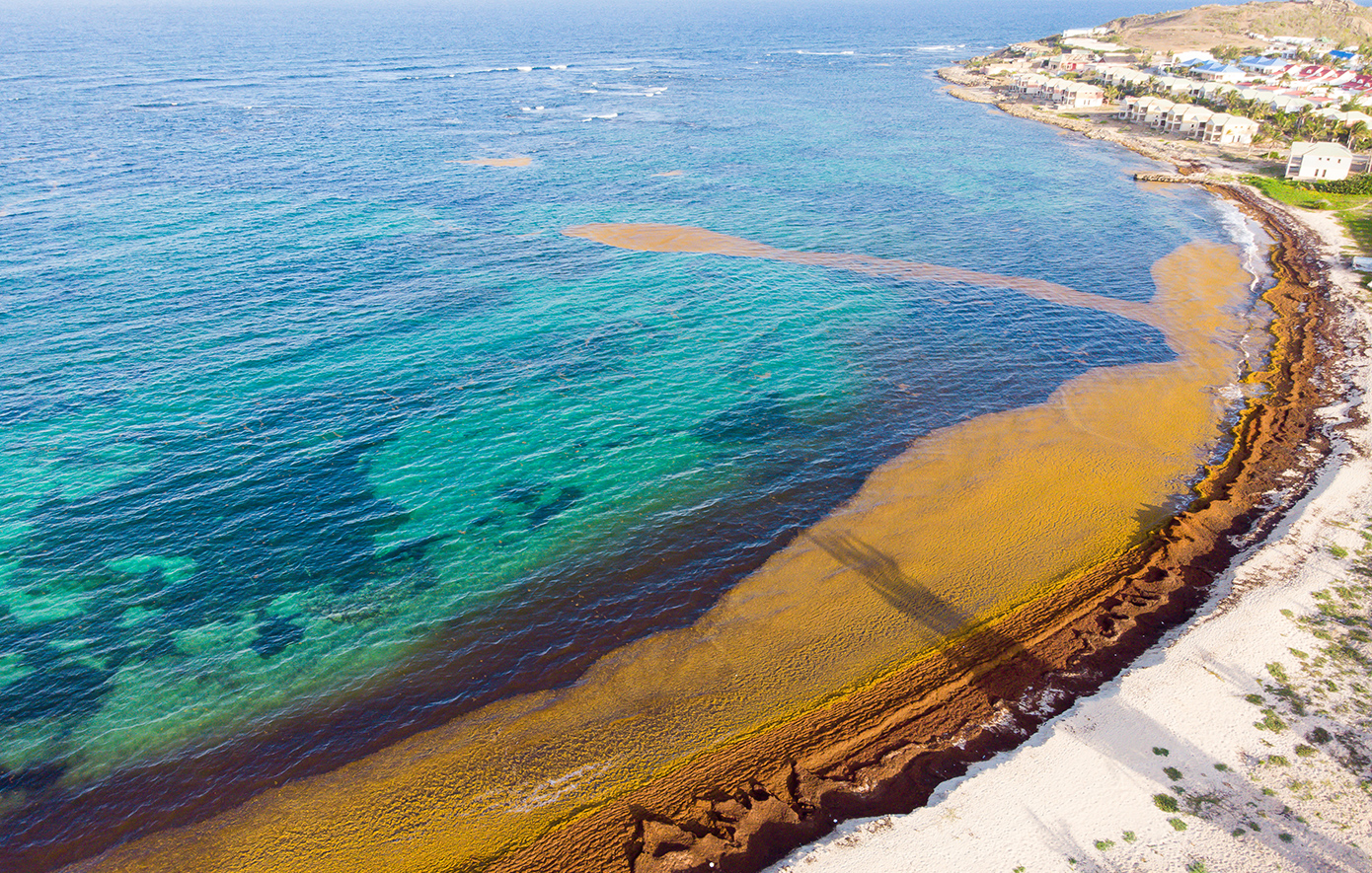 Φύκια Φύκια