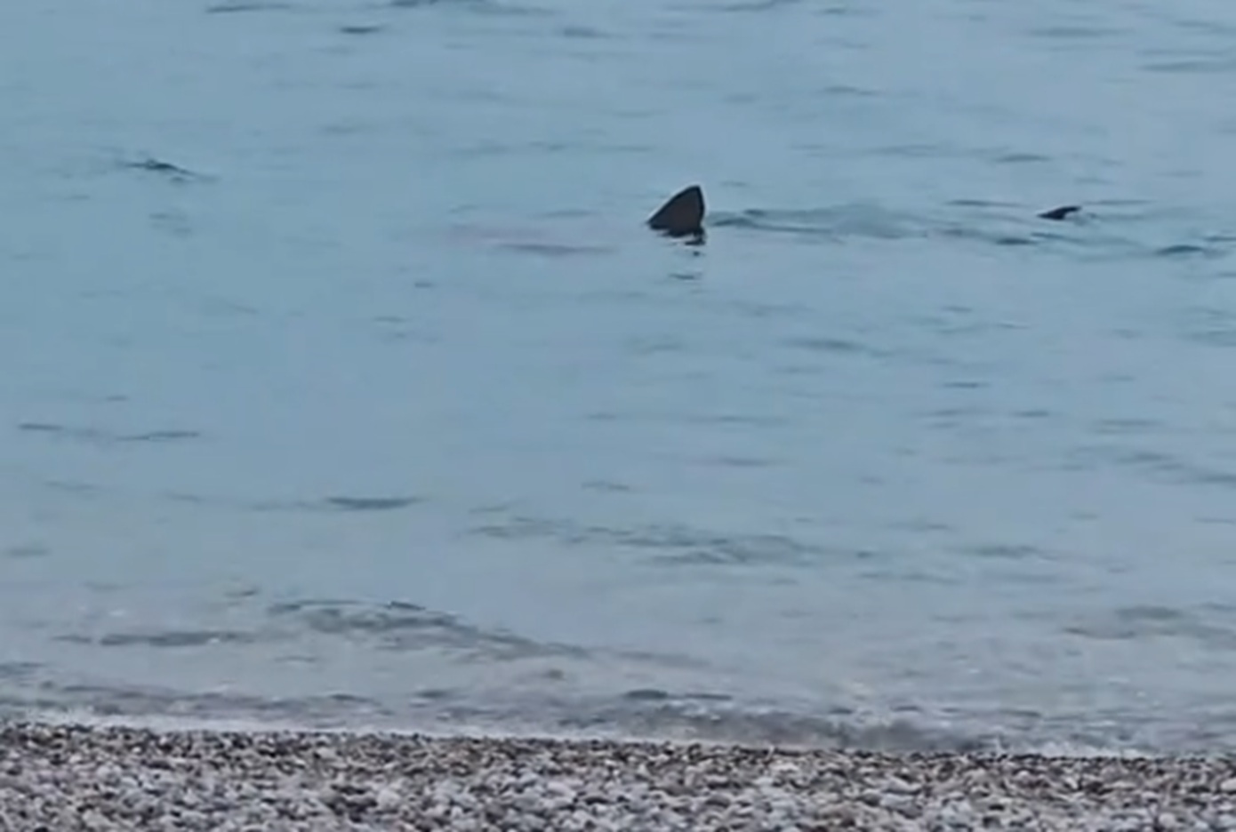 Καρχαρίας στο Λουτράκι: Κολυμπούσε ελάχιστα μετά από την ακρή &#8211; Σε σοκ οι περαστικοί, δείτε το βίντεο