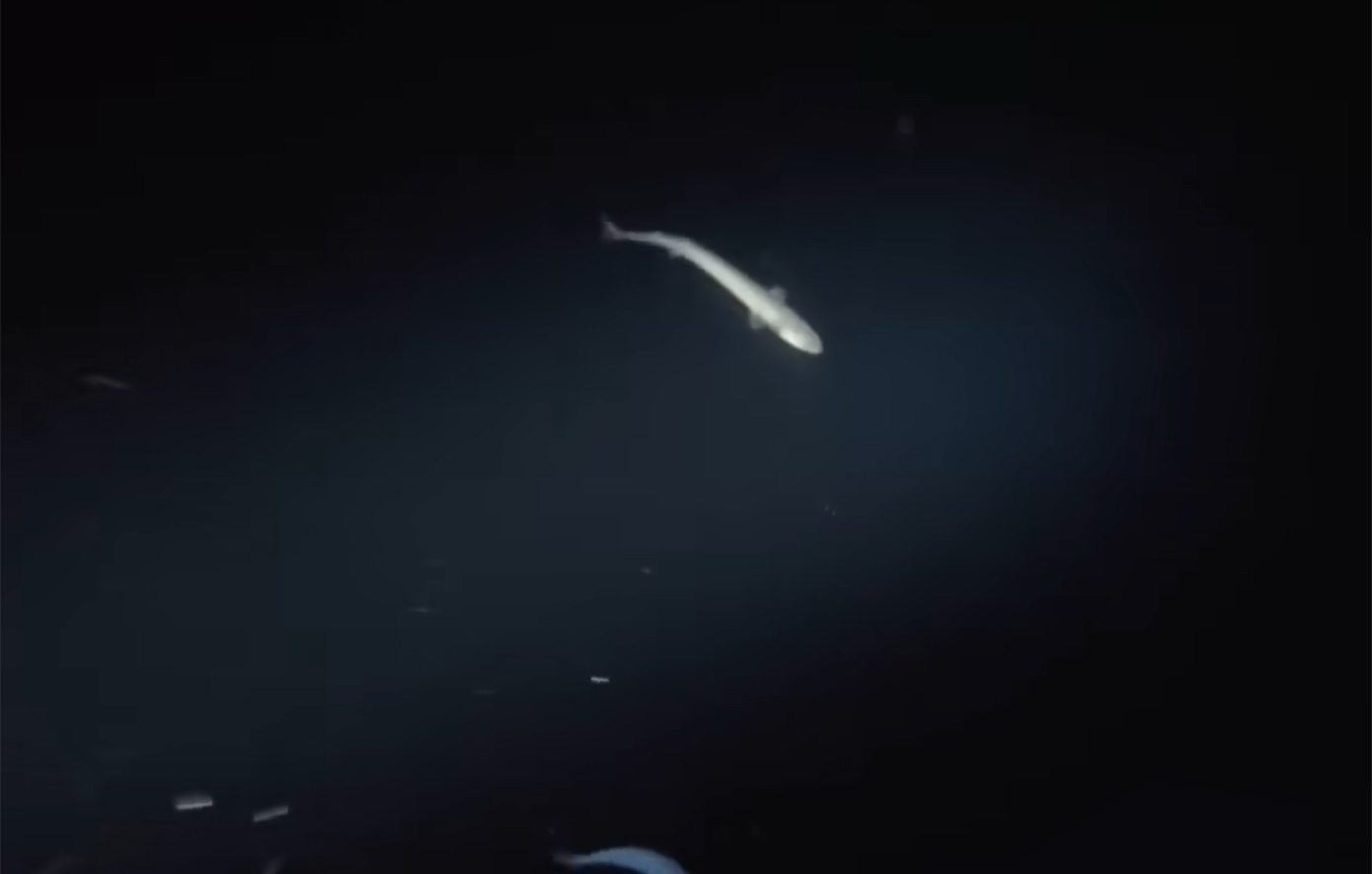 Το μυστηριώδες πλάσμα που αφήνει τέλειες κυκλικές δαγκωματιές στα θηράματά του εντόπισαν μετά από δεκαετίες οι επιστήμονες