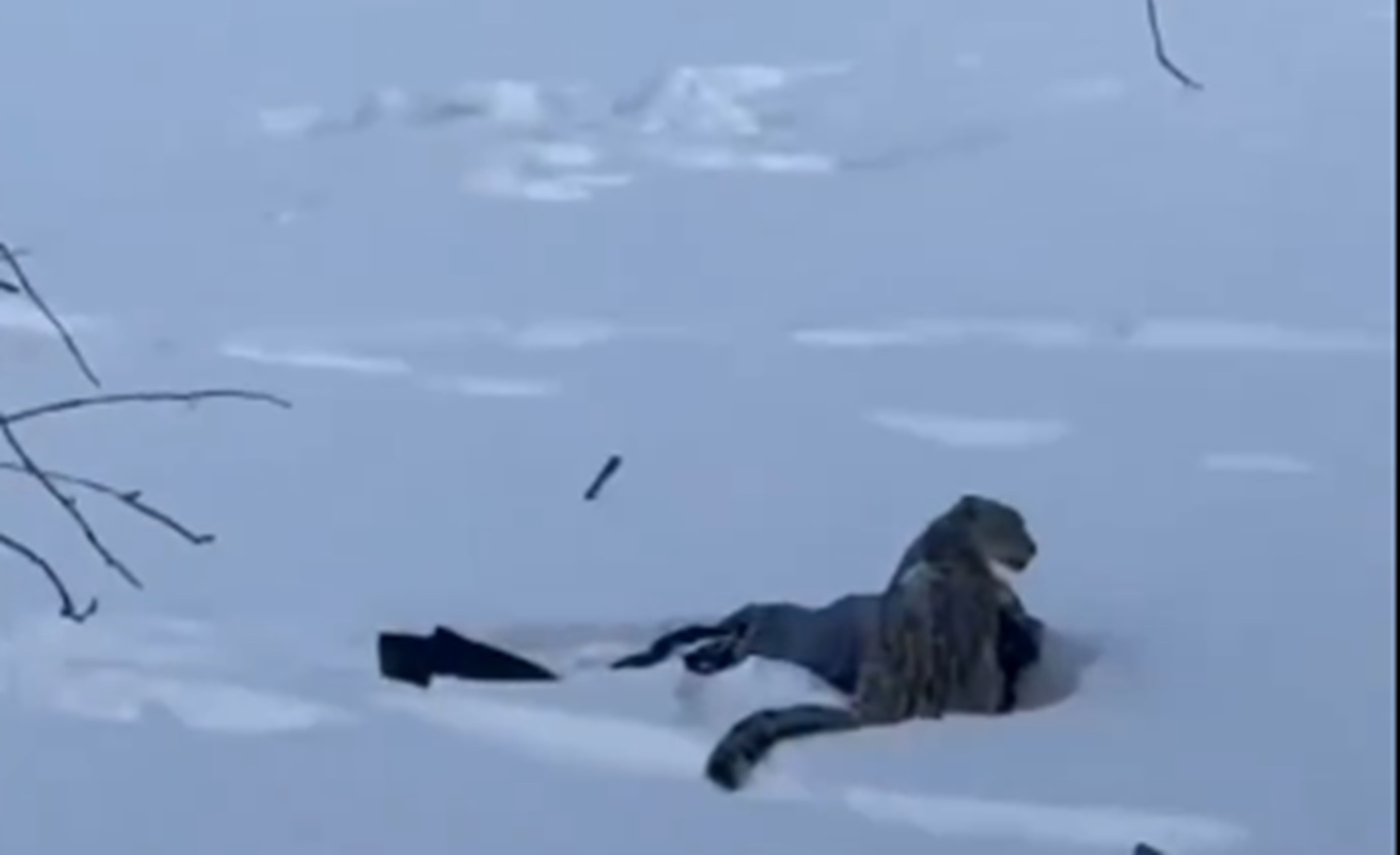 Λεοπάρδαλη του χιονιού επιτέθηκε σε γυναίκα που επιχείρησε να βγάλει σέλφι μαζί της