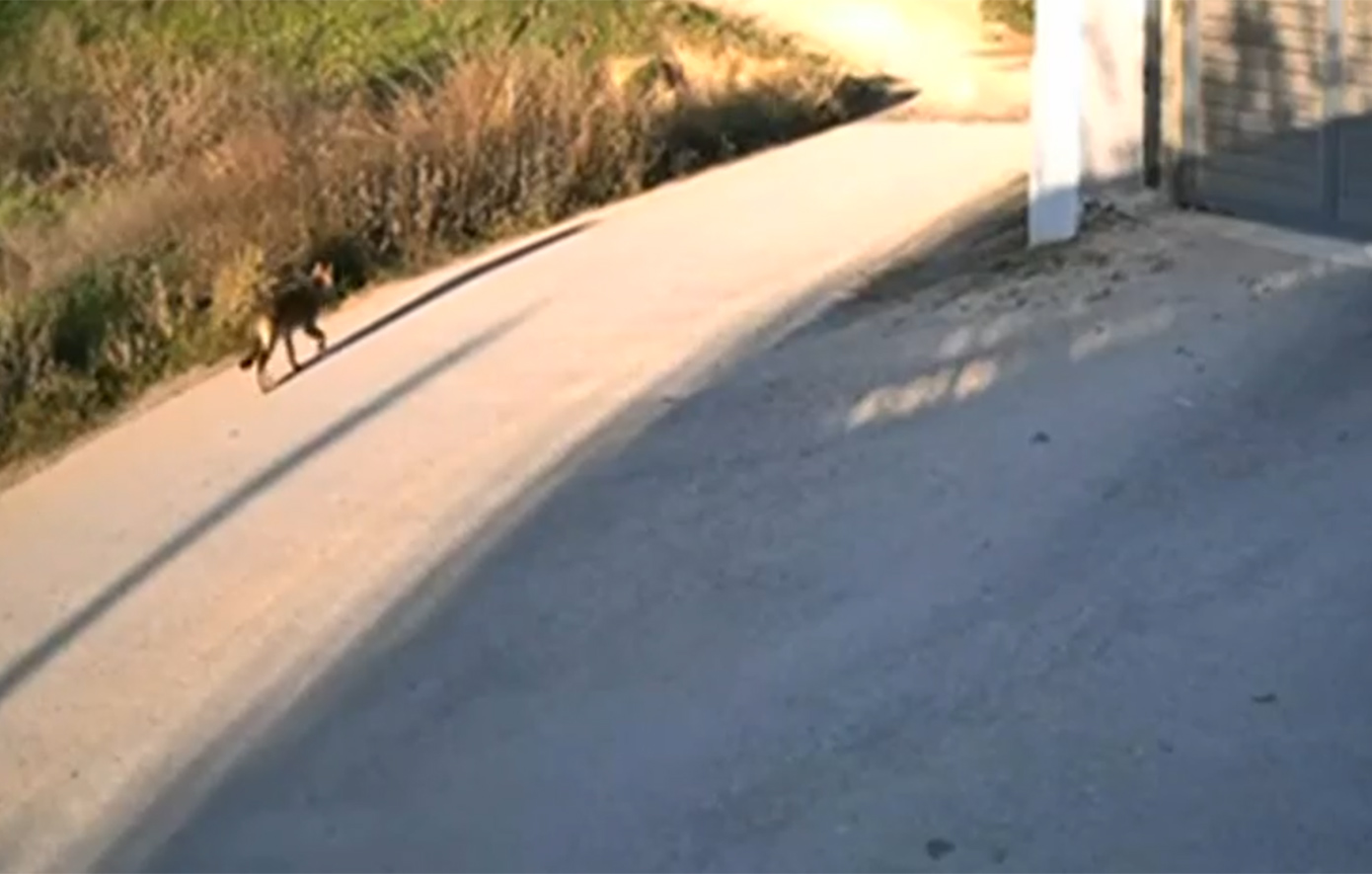 «Καλλιστώ» για την αγέλη λύκων σε Πανόραμα και Θέρμη: Δεν αποτελούν κίνδυνο, δεν είναι εξοικειωμένοι με την ανθρώπινη παρουσία