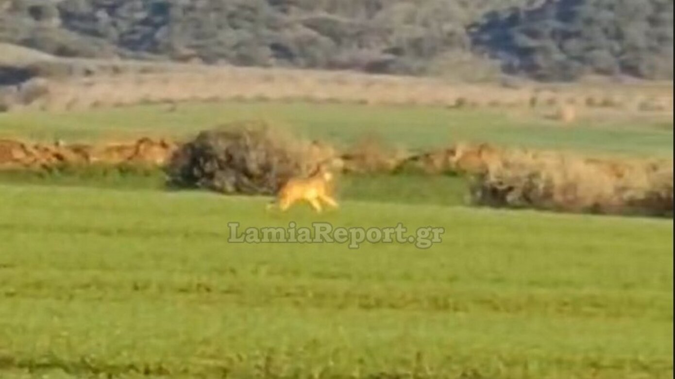 Λύκος πιάστηκε στα πράσα να κάνει βόλτα κοντά σε σπίτια χωριού στη Φθιώτιδα